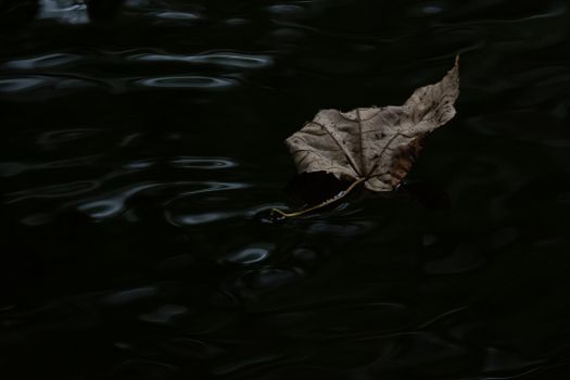 A solitary dried leaf gently floats on dark rippled water, capturing a moody fall ambiance.