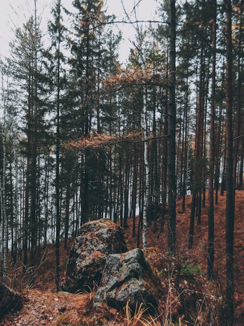 Rocks in Tall Trees Forest