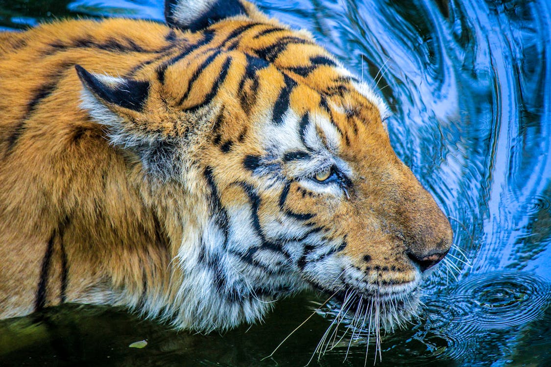 Close-Up Photo of a Black and Orange Tiger on the Water