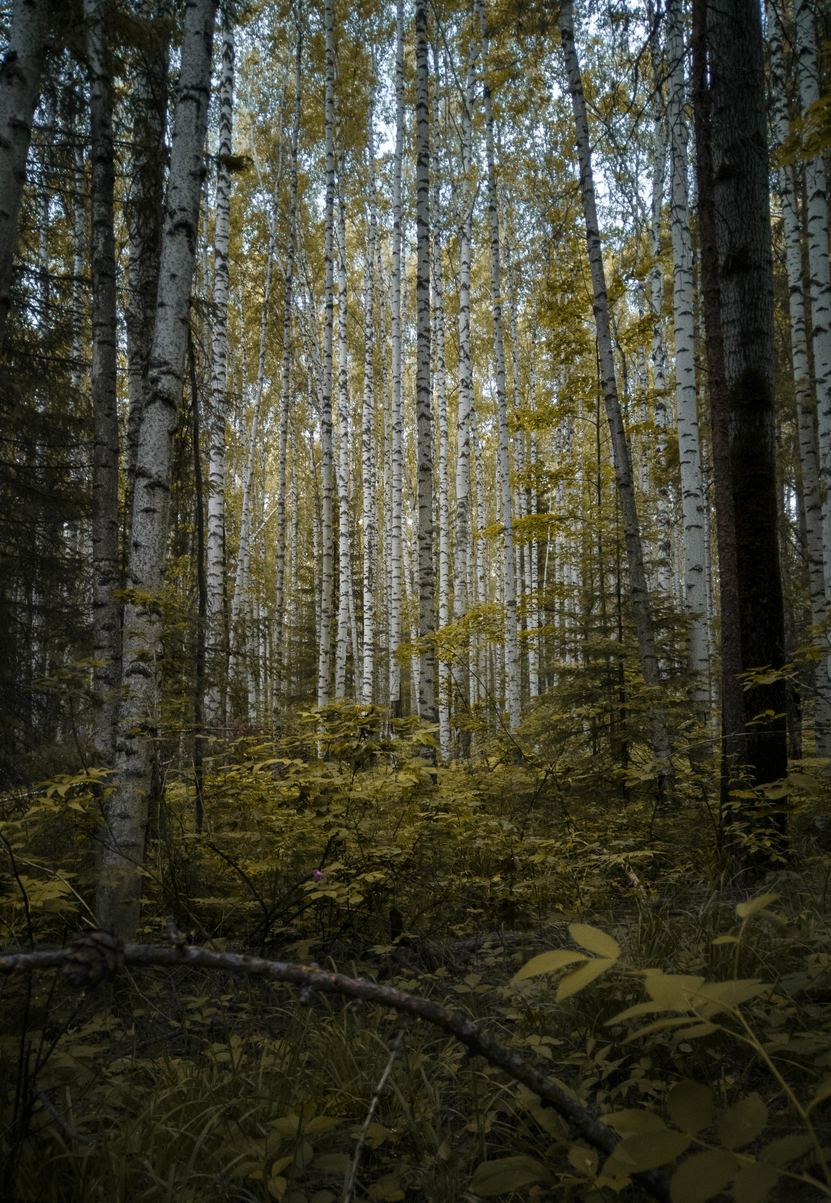 trees in forest