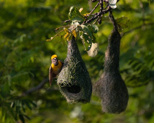 A Bird with a Nest