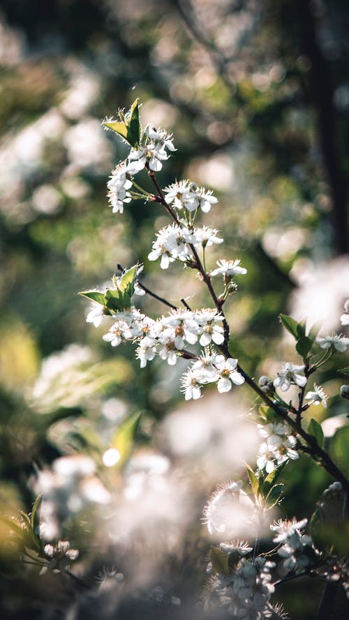Close-Up Shot of Blooming White Flowers