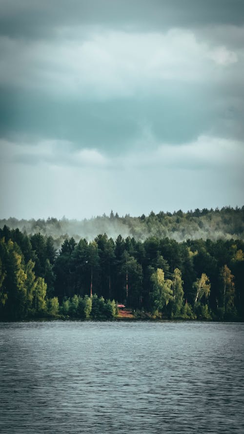 Green Trees and Grass Surrounded by the Lake · Free Stock Photo