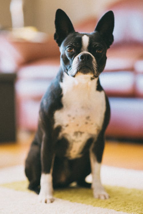 Selective Focus Photo of a Boston Terrier Sitting on the Carpet