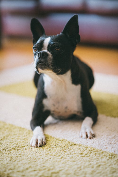 Immagine gratuita di animale, animale domestico, boston terrier