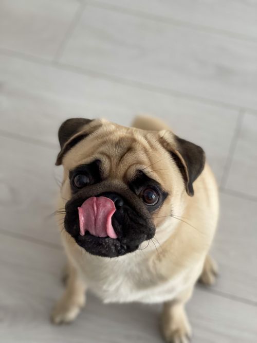 Free Cute pug with its tongue out, sitting on a light indoor floor, looking up adorably. Stock Photo