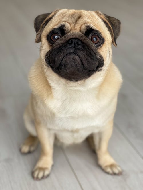 Selective Focus Photo of an Adorable Pug Sitting on the Floor