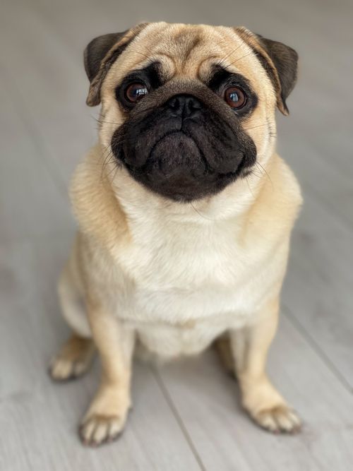 Free Cute fawn pug sitting on a wooden floor looking up with curiosity and charm. Stock Photo