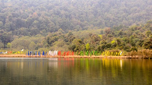 Free stock photo of flags, forest, india Stock Photo
