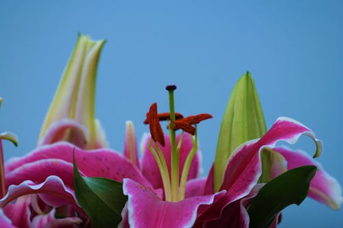 Free stock photo of beautiful flowers, clear blue sky, lily Stock Photo