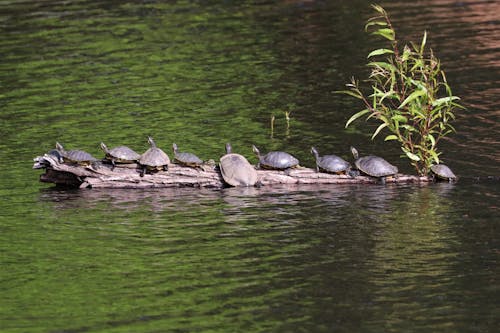 Free Turtles on a Tree Trunk in a Pond Stock Photo