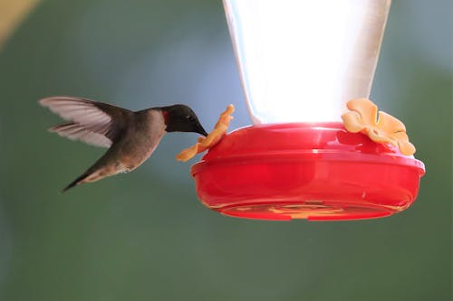 Free stock photo of hummingbird, spring Stock Photo