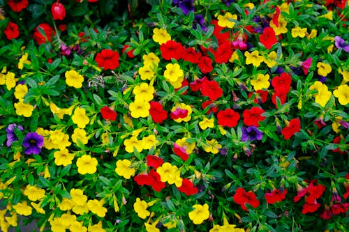 Free Blooming Colorful Flowers Stock Photo