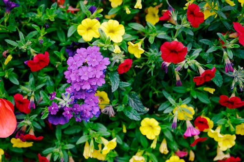 Close-Up Shot of Blooming Colorful Flowers