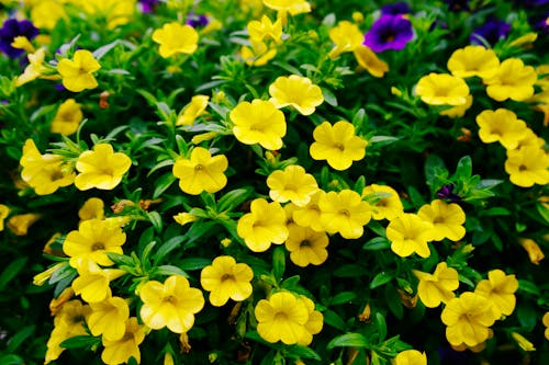 Free Blooming Yellow Flowers Stock Photo