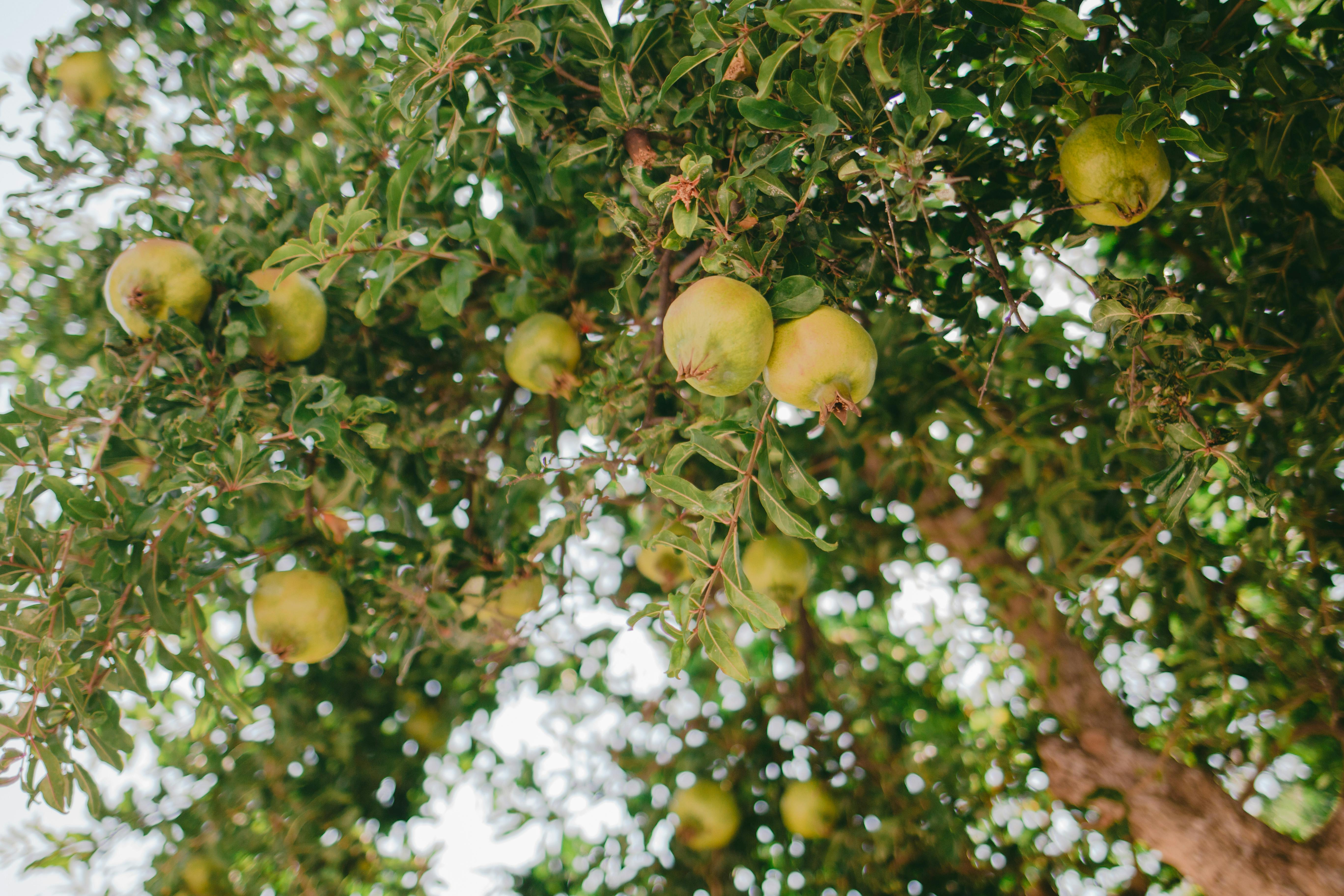 Pomegranate Tree Photos, Download The BEST Free Pomegranate Tree Stock Photos & HD Images Pomegranate Tree Photos, Download The BEST Free Pomegranate Tree Stock Photos & HD Images