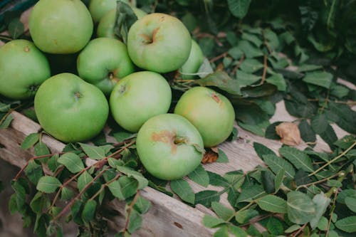 Close-Up Photo of Green Apples Near Green Leaves