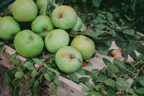 Free Close-up of fresh green apples on a wooden crate surrounded by green leaves. Stock Photo