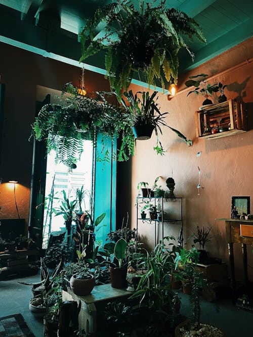 내부, 수직 쐈어, 실내 화초의 무료 스톡 사진