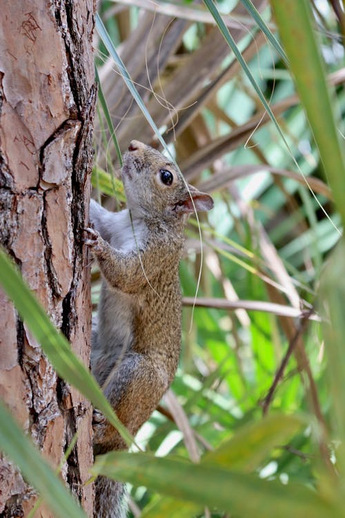 Gratis stockfoto met dierenfotografie, eekhoorn, eekhoorn fotografie