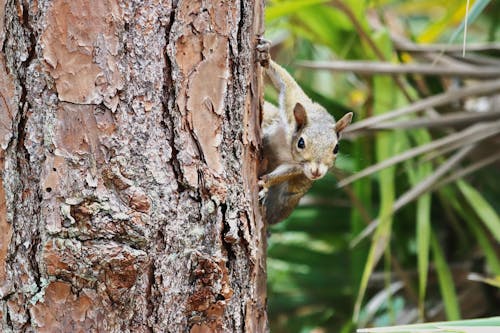 Photos gratuites de écureuil, écureuil dans la nature, photographie animalière