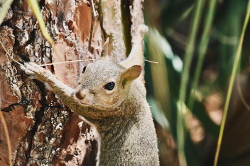 Photos gratuites de écureuil, écureuil dans la nature, photographie animalière