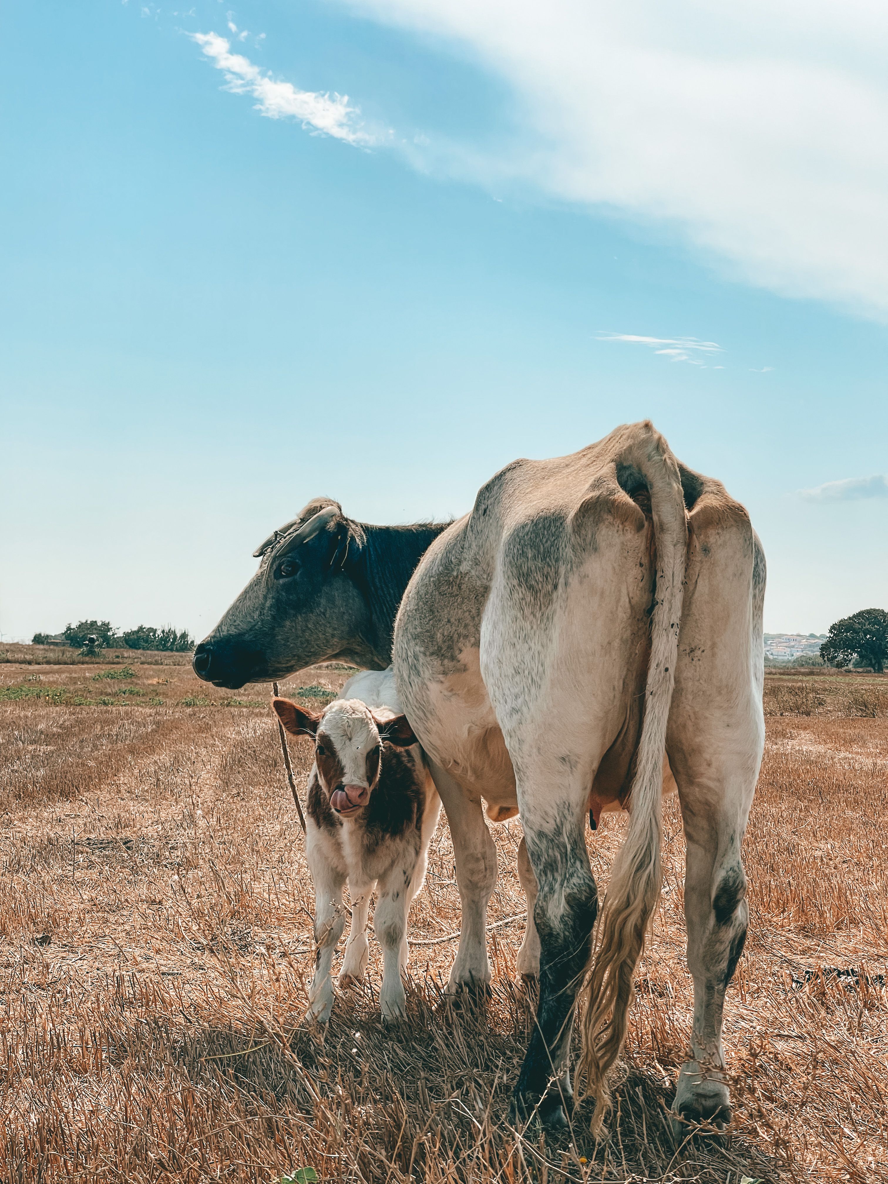 Photo of a Cow Beside a White and Brown Calf · Free Stock Photo