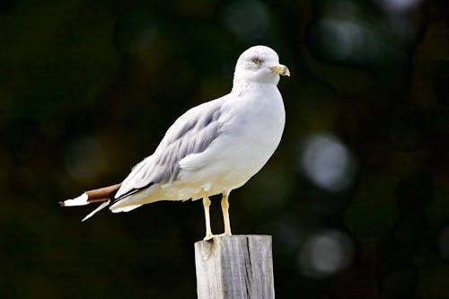 免费 動物, 棲息, 鳥 的 免费素材图片 素材图片