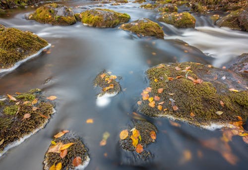 강, 개울, 나뭇잎의 무료 스톡 사진