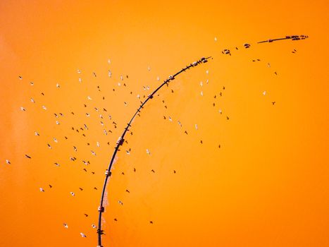 Water Droplets on Orange Background