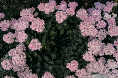 Pink Flowers With Green Leaves