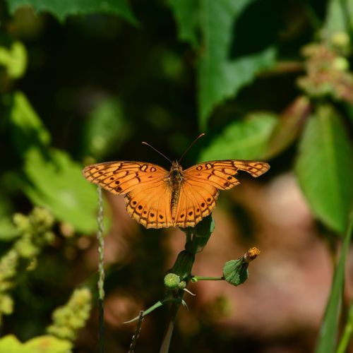 Free Detailed view of an orange butterfly resting on a leaf with blurred green background. Stock Photo