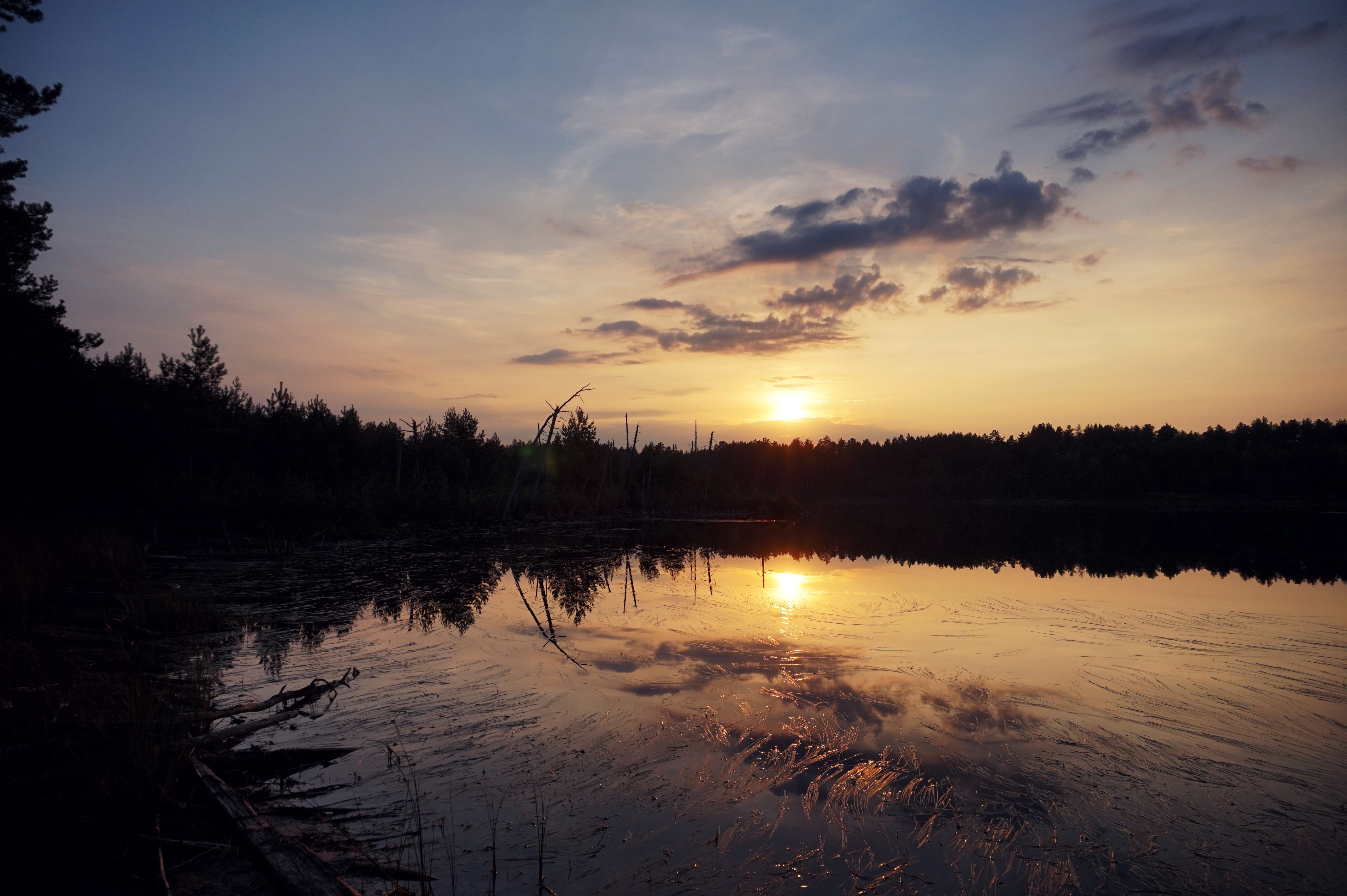Silhouette of Trees Near Lake During Sunset · Free Stock Photo