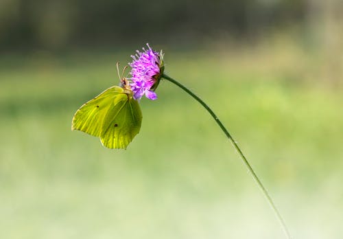 Macro Shot of a Butterfly Perched on a Purple Flower