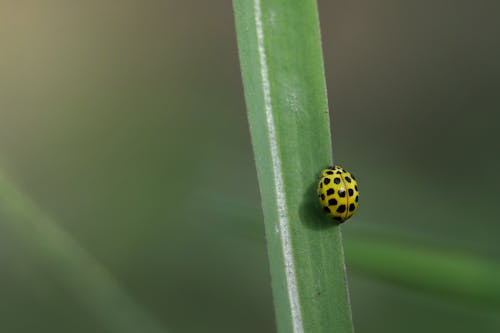 Selective Focus of 22 Spot Ladybird on Green Leaf