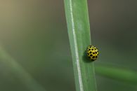 Free stock photo of 22-spot ladybird, animal, beauty in nature