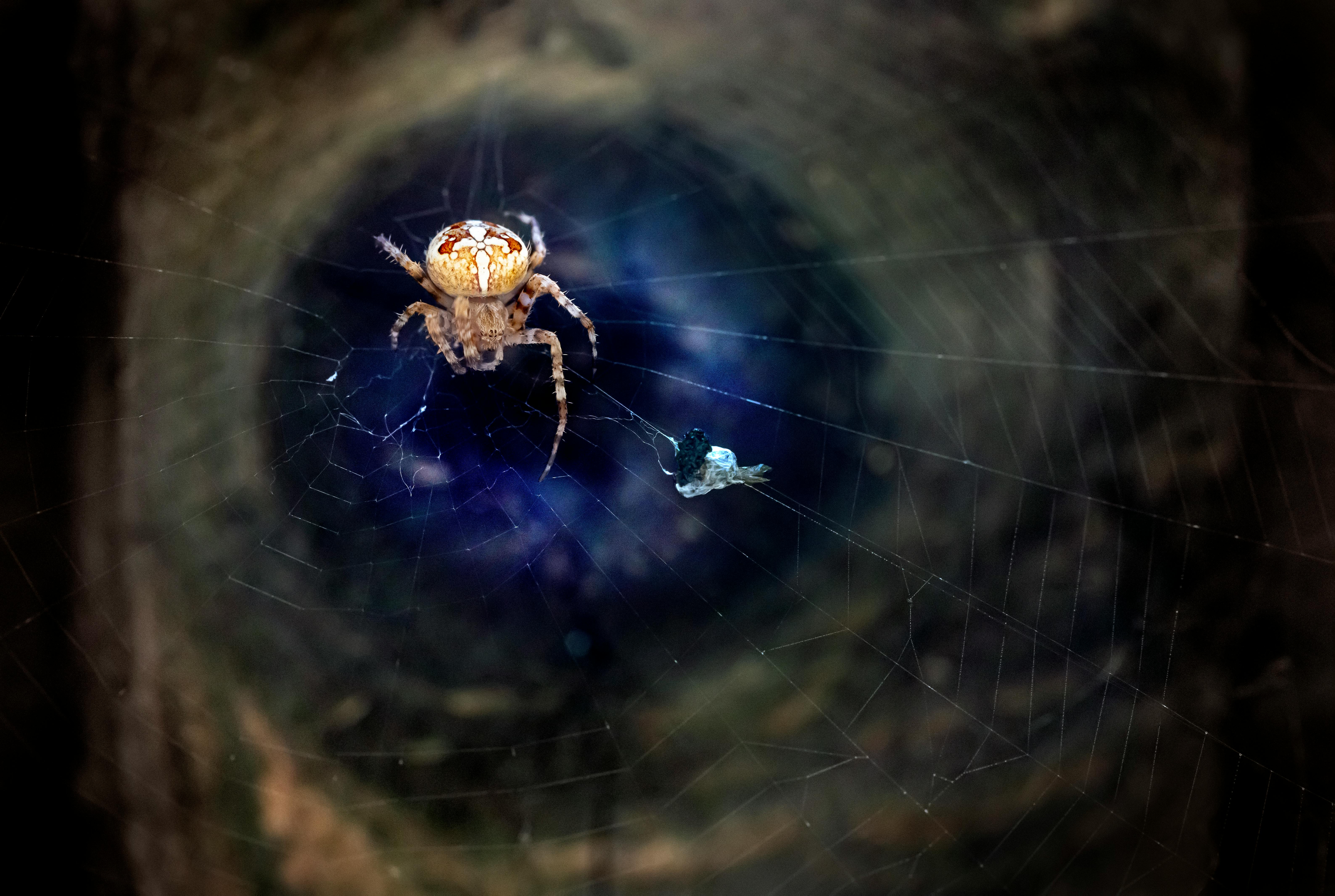 macro shot of a european garden spider