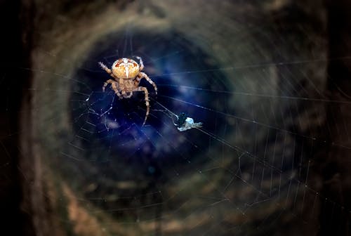 Gratis lagerfoto af araneus diadematus, europæisk have edderkopper, fare