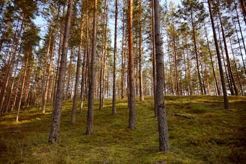 丘, 松の木, 森の中の無料の写真素材
