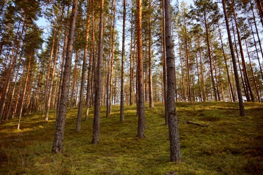 Tranquil forest scene with tall pine trees on a grassy hill, capturing natural beauty.