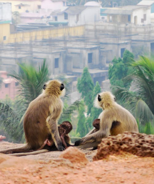 Toprakta Oturan Evleri Ve Palmiye Ağaçlarını İzleyen Dört Maymun