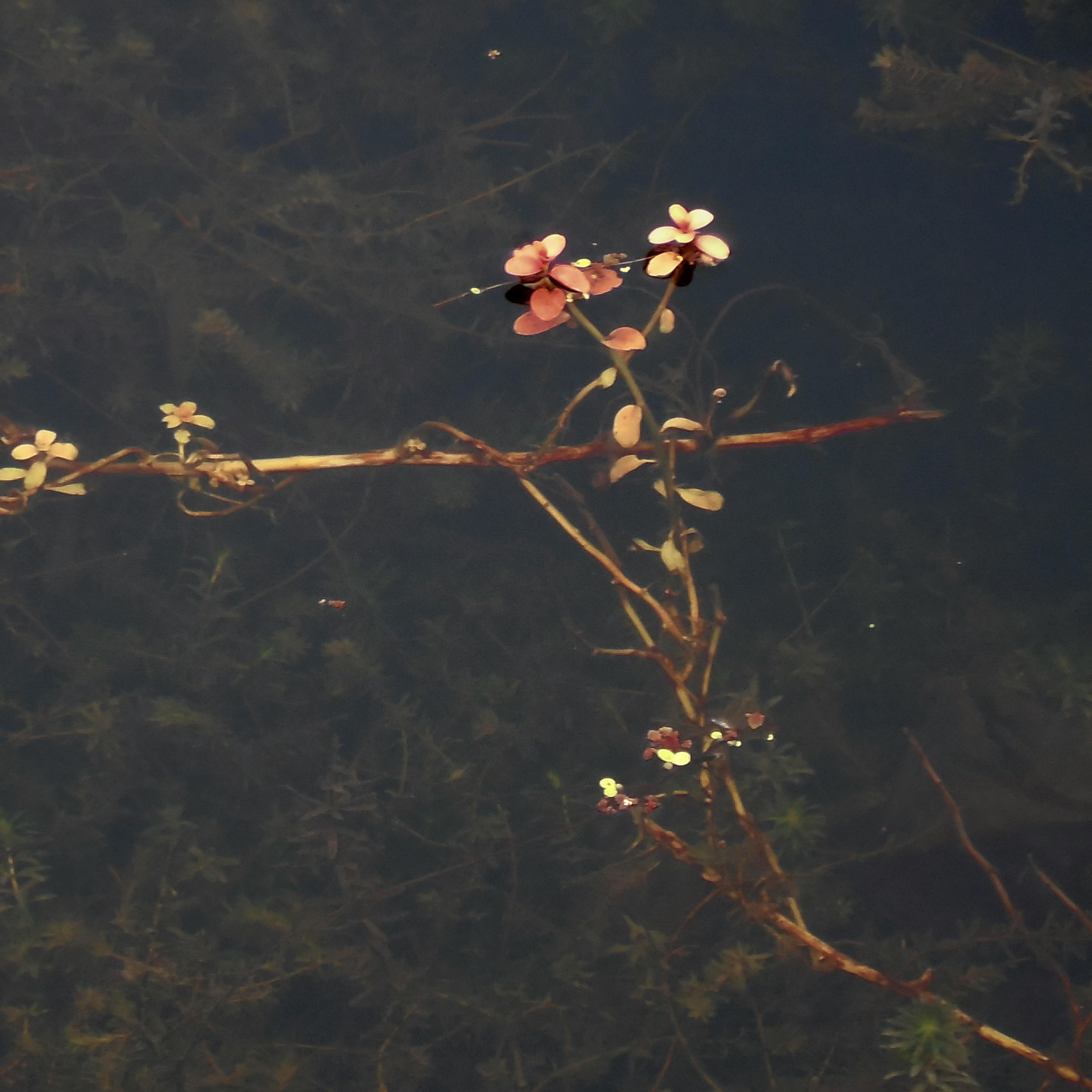 Kostenloses Foto Zum Thema Blume Uber Und Unter Wasser Blume Unter Wasser