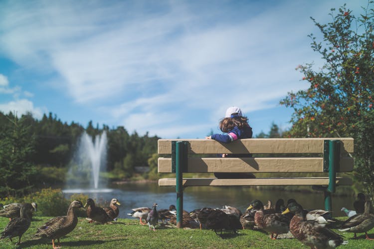 Child Sitting On A Bench In A Park With Ducks Running Around 