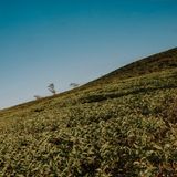 Lush green hillside under a clear sky — Min An on Pexels