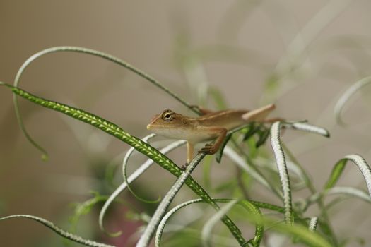 gecko photo