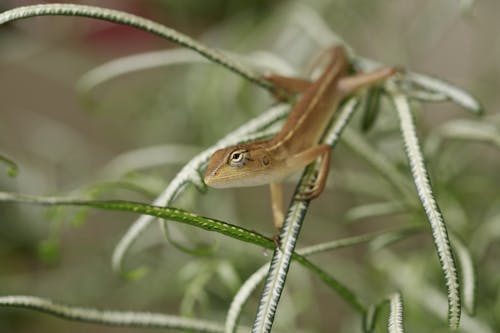 Brown Lizard on Green Leaves of a Plant
