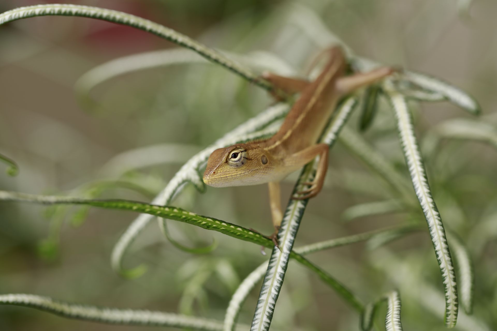 Beautiful close-up of a gecko resting on vibrant green leaves in nature.