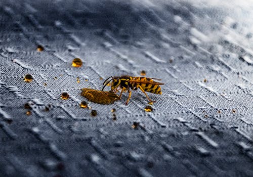 ハチのマクロ撮影