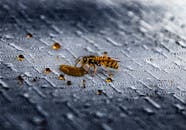 特写镜头捕捉了黄蜂在带有水滴的纹理表面上的复杂细节和自然行为