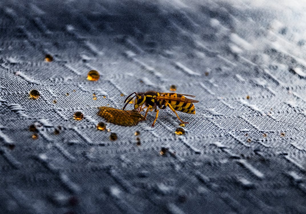 Macro Photography of Wasp